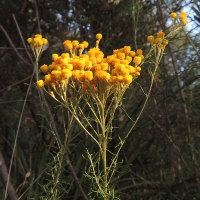 Chrysocephalum semipapposum (Clustered Everlasting) at Paddys River, ACT - 23 Jan 2022 by michaelb