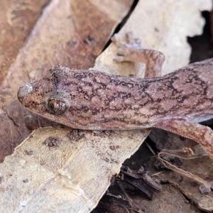 Christinus marmoratus at Mitchell, ACT - 20 May 2022