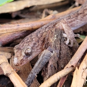 Christinus marmoratus at Mitchell, ACT - 20 May 2022