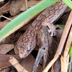 Christinus marmoratus at Mitchell, ACT - 20 May 2022