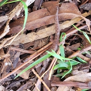 Christinus marmoratus at Mitchell, ACT - 20 May 2022 10:58 AM