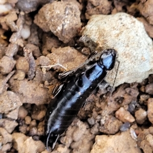 Anisolabididae (family) at Mitchell, ACT - 20 May 2022