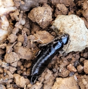 Anisolabididae (family) at Mitchell, ACT - 20 May 2022