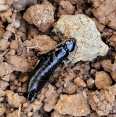 Anisolabididae (family) at Mitchell, ACT - 20 May 2022