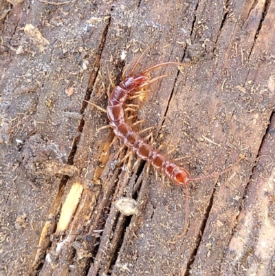 Lithobiomorpha (order) (Unidentified stone centipede) at Mitchell, ACT - 20 May 2022 by trevorpreston