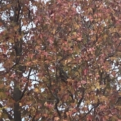 Callocephalon fimbriatum (Gang-gang Cockatoo) at Curtin, ACT - 20 May 2022 by Hannah