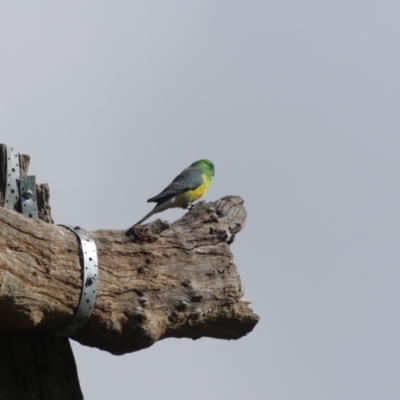 Psephotus haematonotus (Red-rumped Parrot) at Thurgoona, NSW - 15 May 2022 by AlburyCityEnviros