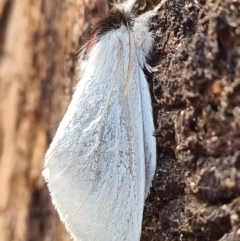 Trichiocercus sparshalli at Paddys River, ACT - 20 May 2022