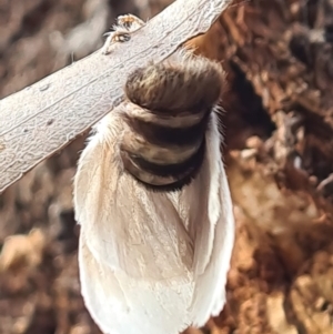 Trichiocercus sparshalli at Paddys River, ACT - 20 May 2022