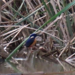 Ceyx azureus (Azure Kingfisher) at Gordon, ACT - 20 May 2022 by RodDeb