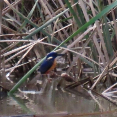 Ceyx azureus (Azure Kingfisher) at Point Hut Hill - 20 May 2022 by RodDeb