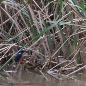 Ceyx azureus at Gordon, ACT - 20 May 2022