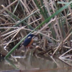 Ceyx azureus at Gordon, ACT - 20 May 2022