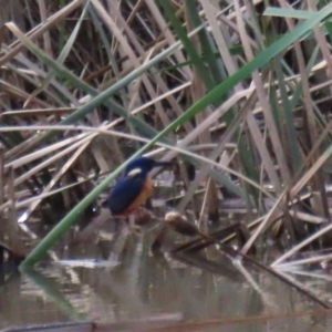 Ceyx azureus at Gordon, ACT - 20 May 2022