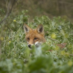 Vulpes vulpes at Pialligo, ACT - 20 May 2022