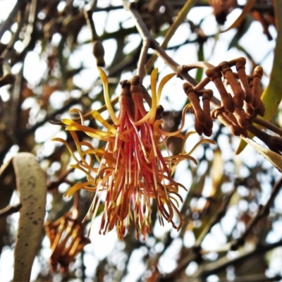 Amyema pendula subsp. pendula (Drooping Mistletoe) at Tidbinbilla Nature Reserve - 20 May 2022 by JohnBundock