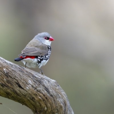 Stagonopleura guttata (Diamond Firetail) at Pialligo, ACT - 20 May 2022 by trevsci