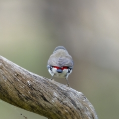 Stagonopleura guttata at Pialligo, ACT - suppressed