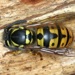 Vespula germanica (German Yellowjacket Wasp (also known as European Wasp)) at Paddys River, ACT - 19 May 2022 by jb2602