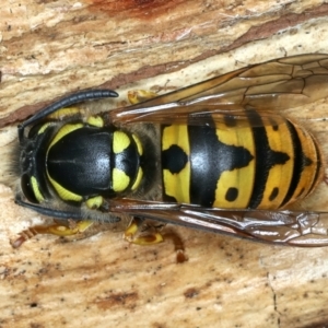 Vespula germanica at Paddys River, ACT - 19 May 2022