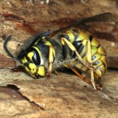 Vespula germanica at Paddys River, ACT - 19 May 2022 01:09 PM