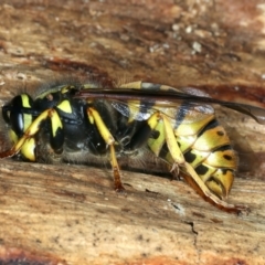 Vespula germanica at Paddys River, ACT - 19 May 2022 01:09 PM