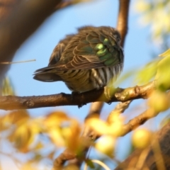 Chrysococcyx lucidus (Shining Bronze-Cuckoo) at Murga, NSW - 18 May 2022 by Paul4K