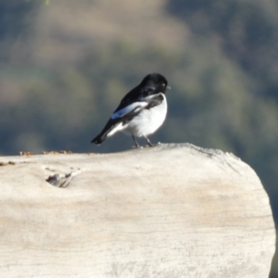 Melanodryas cucullata cucullata (Hooded Robin) at Murga, NSW - 17 May 2022 by Paul4K