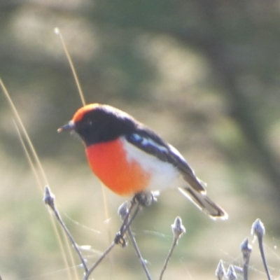 Petroica goodenovii (Red-capped Robin) at Murga, NSW - 17 May 2022 by Paul4K