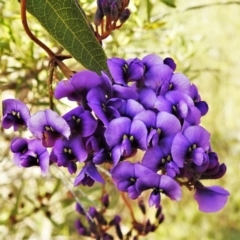 Hardenbergia violacea (False Sarsaparilla) at Paddys River, ACT - 20 May 2022 by JohnBundock