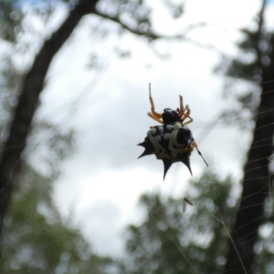 Austracantha minax (Christmas Spider, Jewel Spider) at Murga, NSW - 18 May 2022 by Paul4K