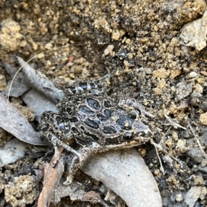 Limnodynastes tasmaniensis at Paddys River, ACT - 18 May 2022