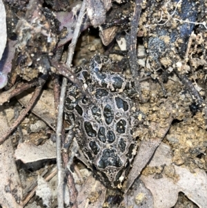 Limnodynastes tasmaniensis at Paddys River, ACT - 18 May 2022