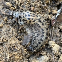Limax maximus (Leopard Slug, Great Grey Slug) at Paddys River, ACT - 18 May 2022 by GG