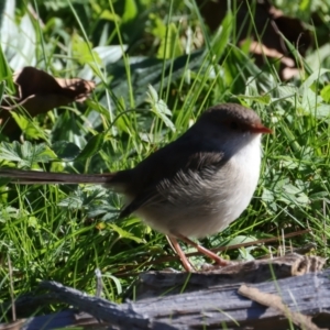 Malurus cyaneus at Paddys River, ACT - 19 May 2022