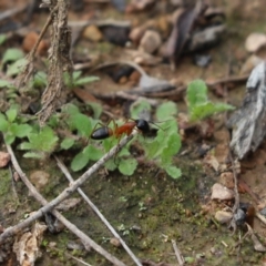Camponotus consobrinus (Banded sugar ant) at Cook, ACT - 18 May 2022 by Tammy
