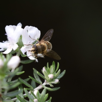 Eristalis tenax (Drone fly) at Cook, ACT - 20 May 2022 by Tammy