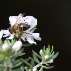 Eristalis tenax at Cook, ACT - 20 May 2022