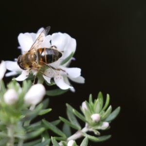 Eristalis tenax at Cook, ACT - 20 May 2022