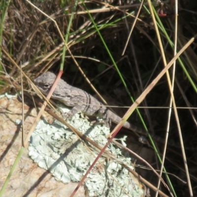 Amphibolurus muricatus (Jacky Lizard) at Molonglo Valley, ACT - 19 May 2022 by Christine