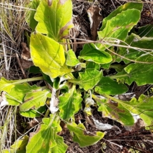 Cymbonotus lawsonianus at Fisher, ACT - 20 May 2022