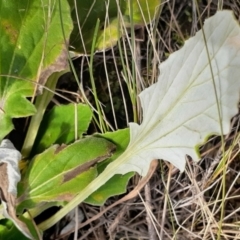 Cymbonotus lawsonianus at Fisher, ACT - 20 May 2022