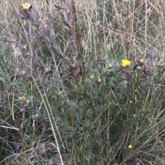 Hibbertia obtusifolia at Jerrabomberra, NSW - 21 May 2022