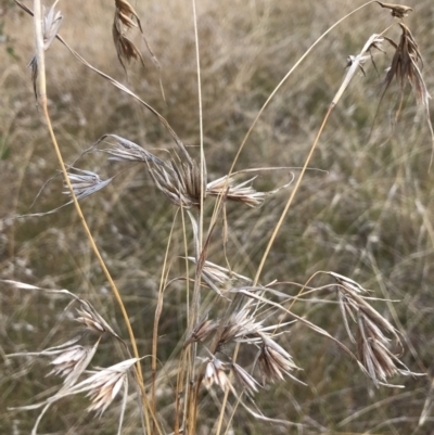 Themeda triandra (Kangaroo Grass) at Jerrabomberra, NSW - 21 May 2022 by Mavis