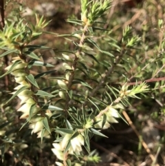 Melichrus urceolatus (Urn Heath) at Jerrabomberra, NSW - 21 May 2022 by Mavis