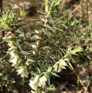 Melichrus urceolatus at Jerrabomberra, NSW - 21 May 2022 12:45 PM