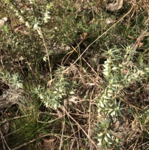 Melichrus urceolatus at Jerrabomberra, NSW - 21 May 2022 12:45 PM