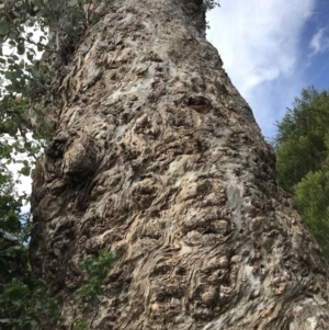 Eucalyptus polyanthemos at QPRC LGA - 21 May 2022