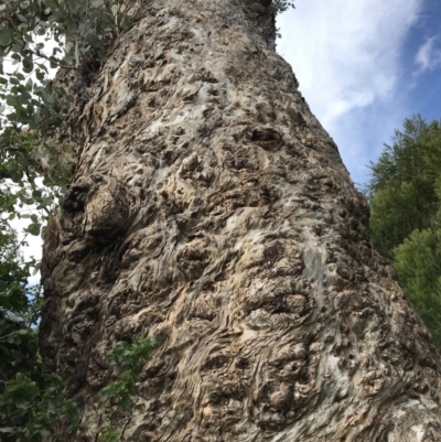 Eucalyptus polyanthemos (Red Box) at Jerrabomberra, NSW - 21 May 2022 by Mavis