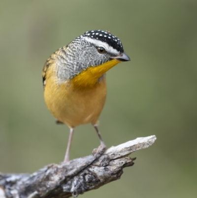 Pardalotus punctatus (Spotted Pardalote) at Mount Ainslie - 20 May 2022 by trevsci